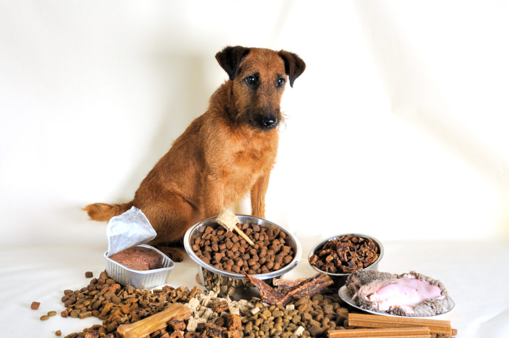 Has your dog suddenly stopped eating? Click here to learn about 6 possible causes of loss of appetite in dogs with advice on what to do about it.