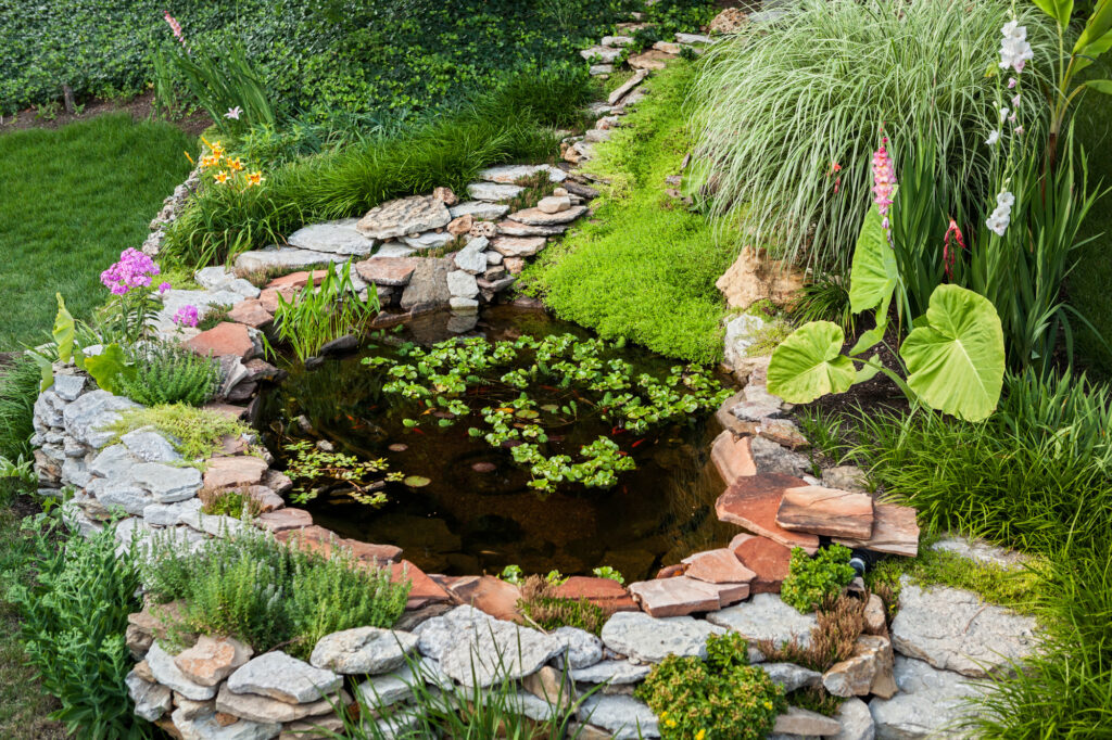 Would you like to set up a garden pond in your backyard? This guide will tell you everything you need to know to get started.