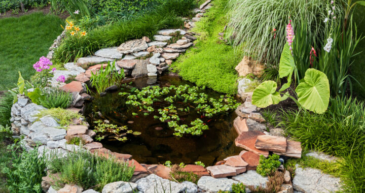 Would you like to set up a garden pond in your backyard? This guide will tell you everything you need to know to get started.