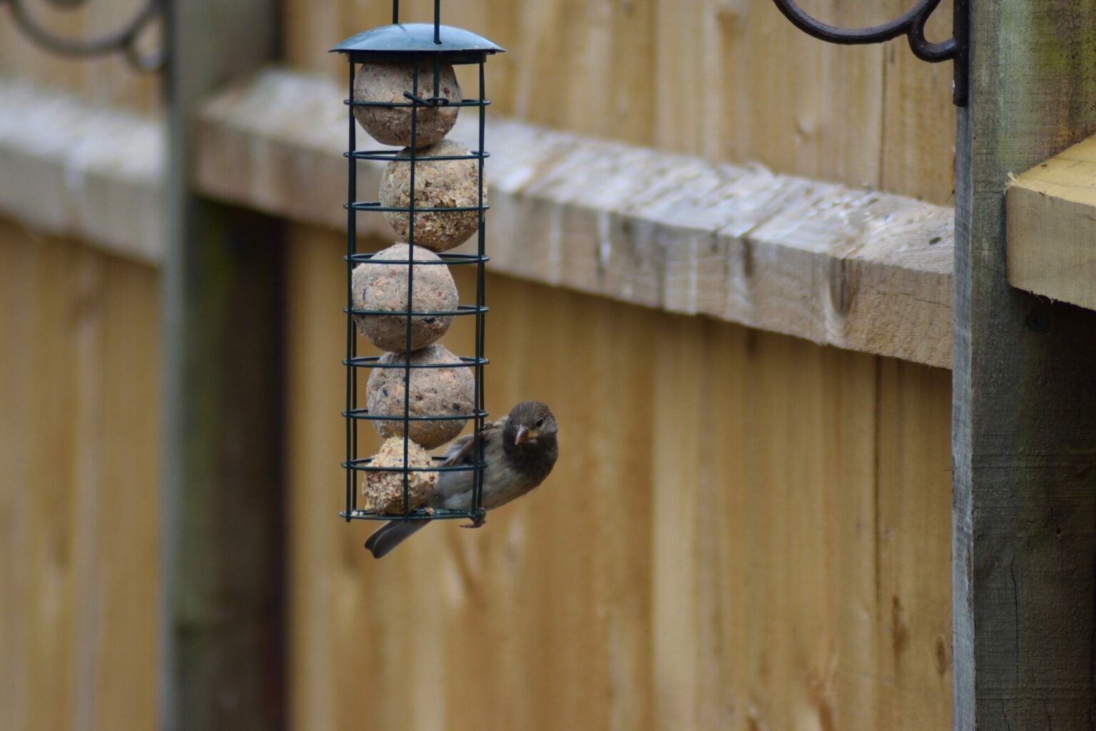 what-are-the-different-types-of-birdseed-that-exist-today-tool-boo