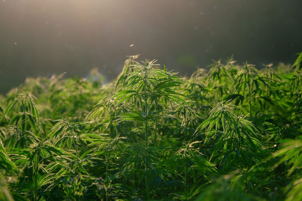 Ever since the legal barriers have been lifted, the hemp industry has taken over the market. Discover the best-selling hemp products here.