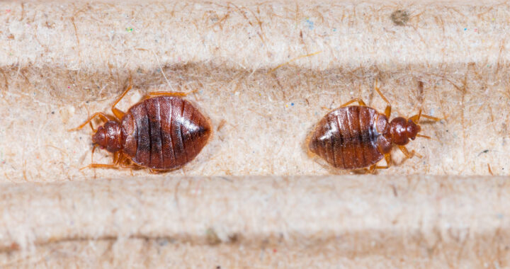 If you think you may have a bed bug infestation, you want to get it taken care of immediately. Here are 3 reasons you should call a bed bug exterminator.
