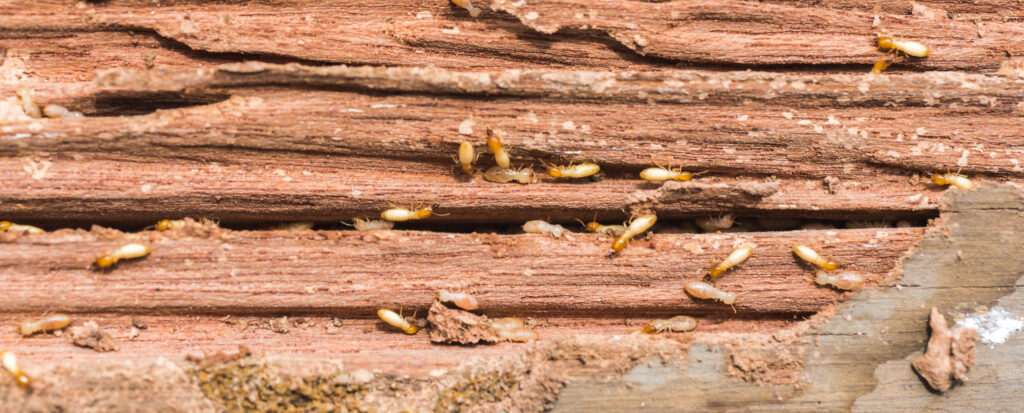 Termites can cause considerable damage to your property, spotting them early is essential. Here are the warning signs of termites.