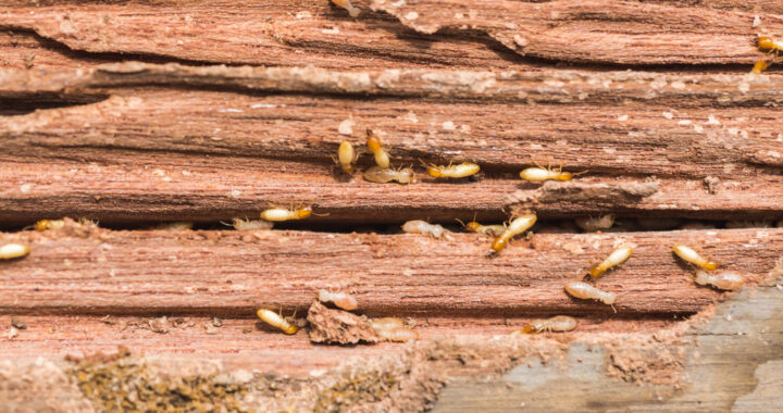 Termites can cause considerable damage to your property, spotting them early is essential. Here are the warning signs of termites.