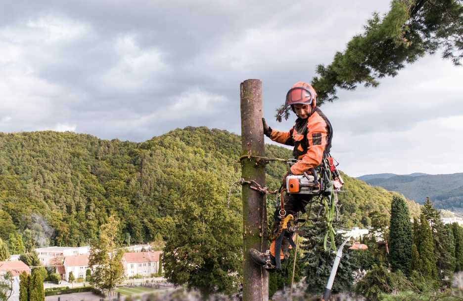 Handling Tree Emergencies with Confidence