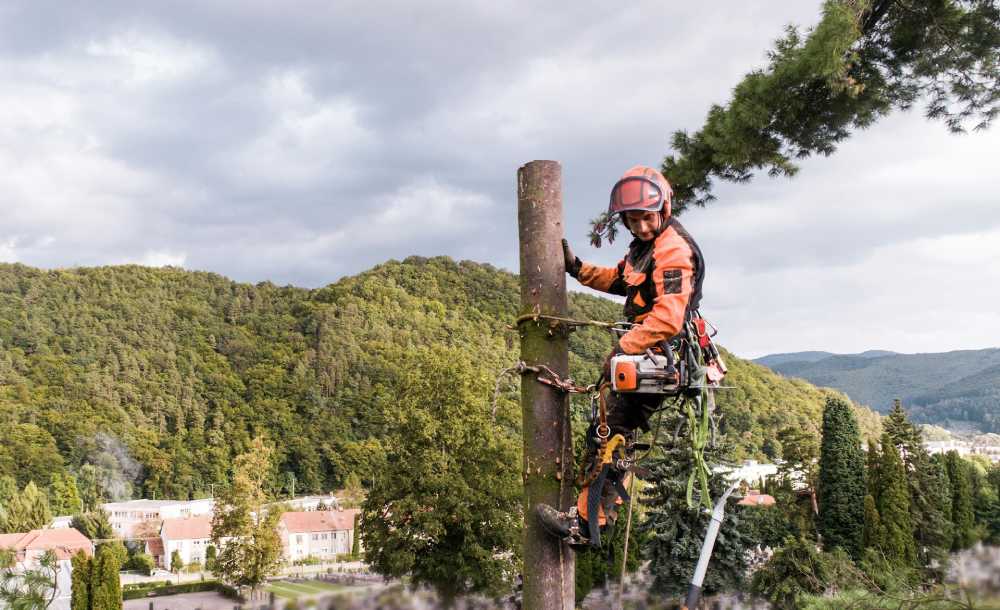 Handling Tree Emergencies with Confidence